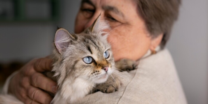 Ces Races De Chats Vivent Le Plus Longtemps D Couvrez Les